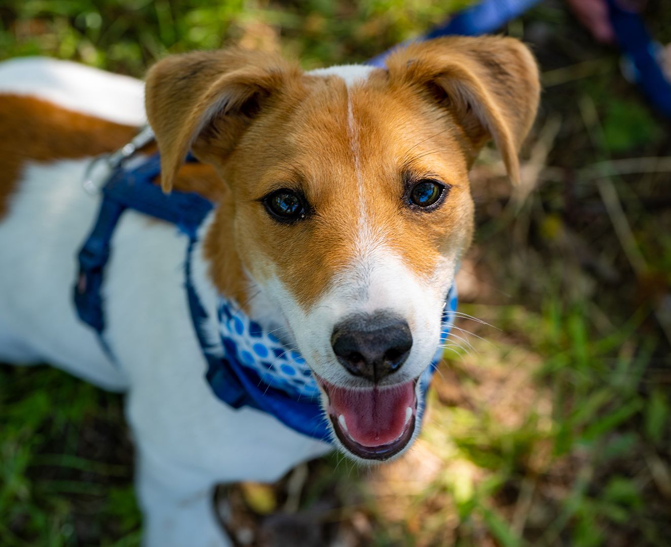 yesdog-community_sfondo